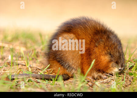 Unico Muskrat roditore su un prato fiume Biebrza wetlans durante la primavera il periodo di accoppiamento Foto Stock