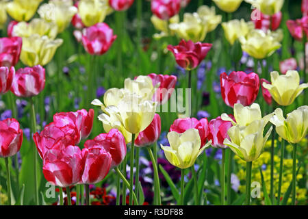 Guardando in un letto colorato di tulipani Foto Stock