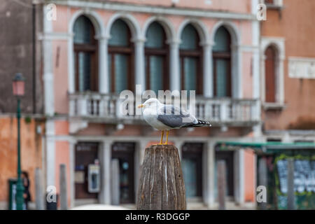 Seagull sulla cima di un palo di legno in Canal Grande Venezia Italia Foto Stock