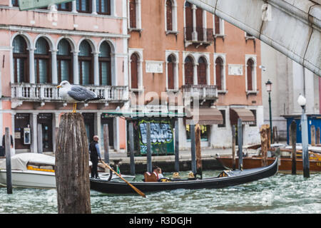 Seagull sulla cima di un palo di legno in Canal Grande Venezia Italia Foto Stock