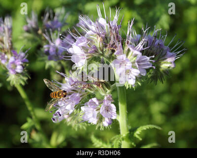 Ripresa macro di un miele delle api su una rigogliosa Phacelia; messa a fuoco selezionata, la profondità di campo ridotta Foto Stock