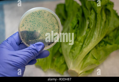 L'isolamento e la coltura di e coli da lattuga romana Foto Stock