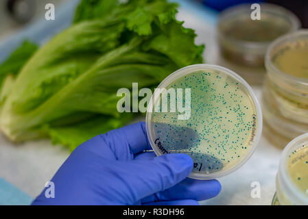 L'isolamento e la coltura di e coli da lattuga romana Foto Stock
