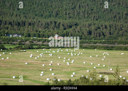 Fasci di paglia sul campo dopo il raccolto in Norvegia Foto Stock