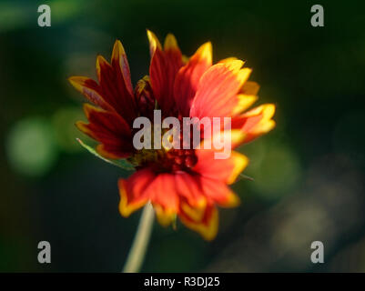 Rosso e giallo crisantemo nel giardino, macro, Russia Foto Stock