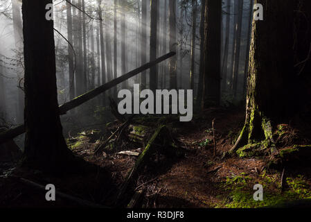 Raggi di sole filtrare attraverso gli alberi della foresta di pioggia della Columbia britannica in Canada Foto Stock