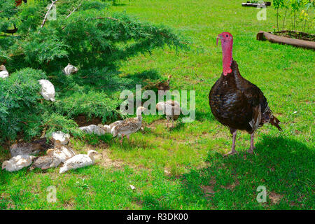 Turchia,Meleagris gallopavo,tacchini con i polli in giardino,tuba tanya Ungheria Foto Stock