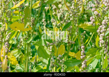 Fat-hen (Chenopodium album), fino in prossimità della pianta che mostra le teste dei fiori e foglie. Foto Stock