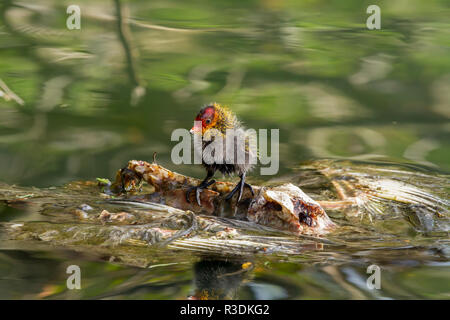 Cerchio di vita - una Eurasian coot chick in sella ad una carcassa di un altro uccello del mare in un lago ignaro gommone è in uso. Foto Stock