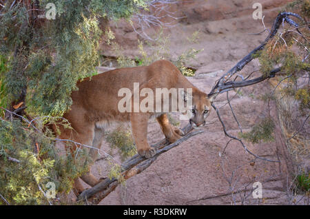 Mountain Lion fino in una struttura ad albero Foto Stock