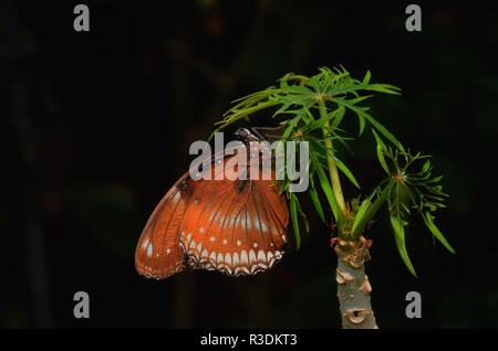 Butterfly isolati su sfondo nero Foto Stock