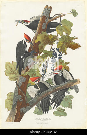 Picchio Pileated. Data: 1831. Dimensioni: piastra: 98,4 x 64,8 cm (38 3/4 x 25 1/2 in.) foglio: 101 x 67,9 cm (39 3/4 x 26 3/4 in.). Medium: colorate a mano di attacco e acquatinta su carta Whatman. Museo: National Gallery of Art di Washington DC. Autore: Robert Havell dopo John James Audubon. John James Audubon. ROBERT HAVELL DER JÜNGERE. AUDUBON, Giovanni Giacomo. Foto Stock