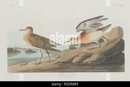 Buff-breasted Sandpiper. Data: 1835. Medium: colorate a mano di attacco e acquatinta su carta Whatman. Museo: National Gallery of Art di Washington DC. Autore: Robert Havell dopo John James Audubon. AUDUBON, Giovanni Giacomo. Foto Stock