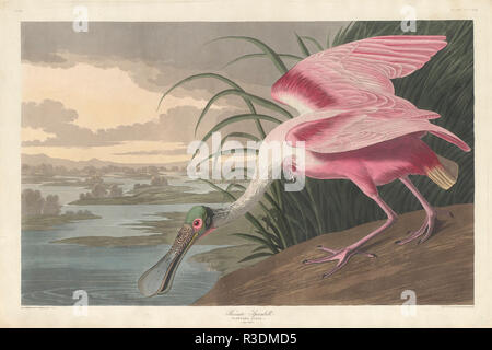 Roseate Spoonbill. Data: 1836. Dimensioni: piastra: 64,5 x 97,2 cm (25 3/8 x 38 1/4 in.) foglio: 67,3 x 100,3 cm (26 1/2 x 39 1/2 in.). Medium: colorate a mano incisione e acquatinta su carta da filtro Whatman carta intessuta. Museo: National Gallery of Art di Washington DC. Autore: Robert Havell dopo John James Audubon. John James Audubon. ROBERT HAVELL DER JÜNGERE. AUDUBON, Giovanni Giacomo. Foto Stock