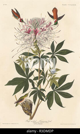 Ruff colli colibrì. Data: 1837. Medium: colorate a mano di attacco e acquatinta su carta Whatman. Museo: National Gallery of Art di Washington DC. Autore: Robert Havell dopo John James Audubon. AUDUBON, Giovanni Giacomo. Foto Stock