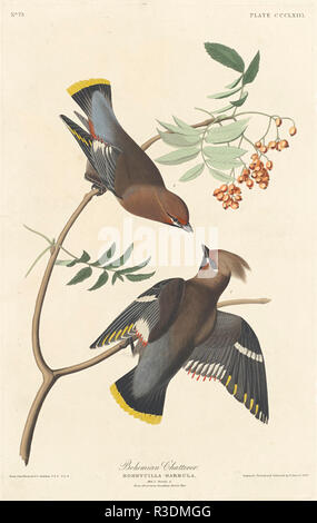 Bohemian Chatterer. Data: 1837. Medium: colorate a mano di attacco e acquatinta su carta Whatman. Museo: National Gallery of Art di Washington DC. Autore: Robert Havell dopo John James Audubon. AUDUBON, Giovanni Giacomo. Foto Stock