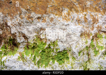 Close up di alga verde sulla roccia ruvida la superficie Foto Stock