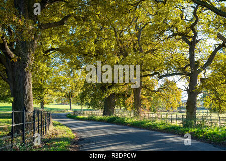 Quercus robur. Alberi di quercia d'autunno entrambi i lati di una strada di campagna in Stanton, Cotswolds, Worcestershire, Inghilterra Foto Stock