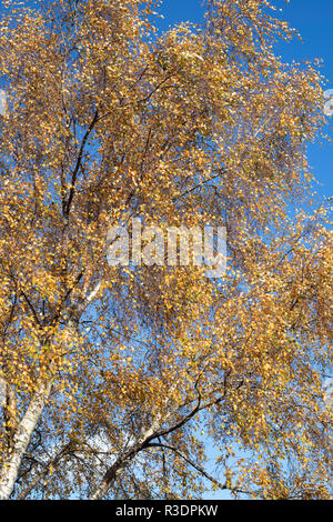 Betula pendula. Argento betulla in autunno contro il cielo blu Foto Stock