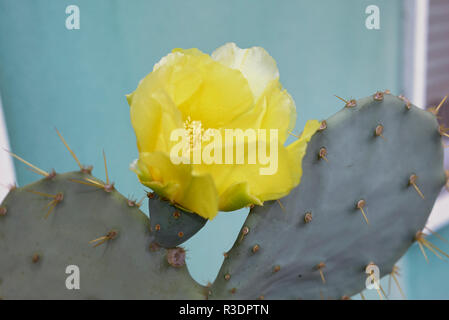 Fiore giallo di Opuntia engelmannii Foto Stock