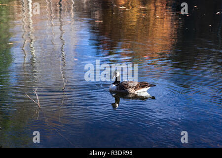 Un oca Canadese (Branta canadensis) galleggia sul laghetto di Bass al Biltmore Estate in Asheville, NC, Stati Uniti d'America Foto Stock