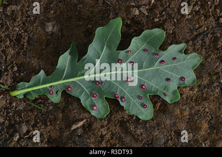 Pulsante di seta galli sul lato inferiore di farnia leaf causata dal fiele wasp neuroterus numismalis. Il Dorset. UK Luglio Foto Stock