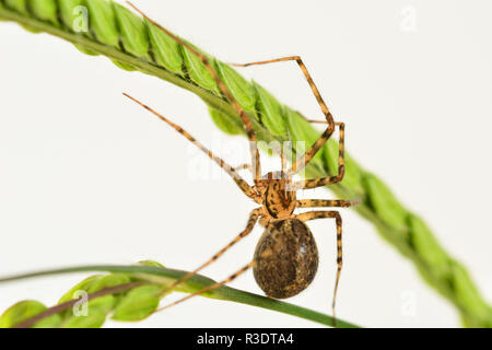 Una foto macro di una casa Spider (Achaearanea tepidariorum) quando si è appena iniziato a fare il suo web Foto Stock