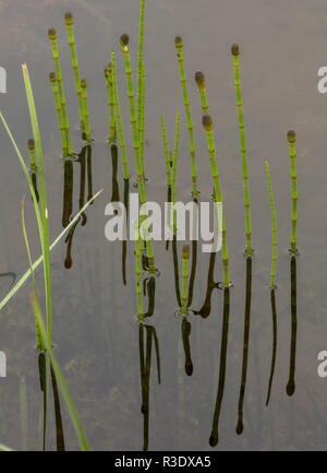 Acqua equiseto, Equiseto fluviatile, in acqua con fronde fertili. Foto Stock