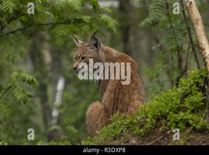 Eurasian, Lynx Lynx lynx, nel bosco boreale, in Scandinavia. Foto Stock