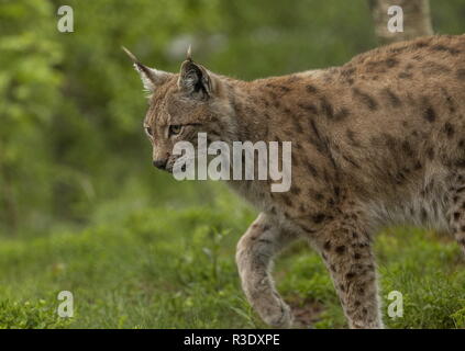 Eurasian, Lynx Lynx lynx, nel bosco boreale, in Scandinavia. Foto Stock