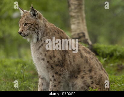 Eurasian, Lynx Lynx lynx, nel bosco boreale, in Scandinavia. Foto Stock