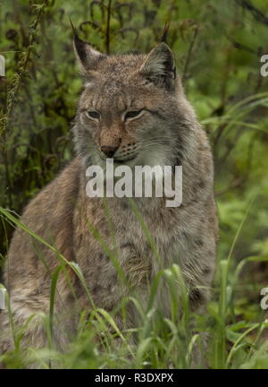 Eurasian, Lynx Lynx lynx, nel bosco boreale, in Scandinavia. Foto Stock