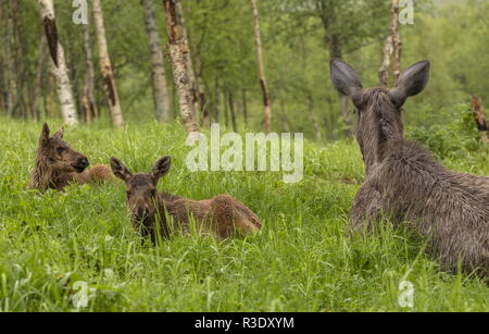 Elk, Alces alces, famiglia - madre con due vitelli - nella radura boschiva, bosco boreale, Svezia. Foto Stock