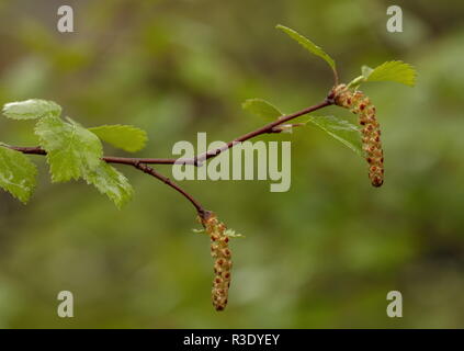 Arctic roverella, betulla Betula pubescens var. pumila, in fiore, arctic Svezia. Foto Stock