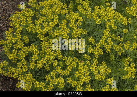 Rue comune, ruta graveolens, in fiore nel giardino di erbe aromatiche. Foto Stock