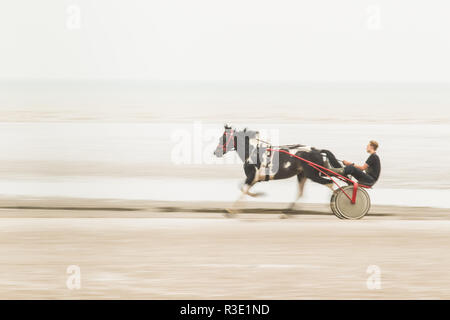 Trotto su Lade Beach, Dungeness, Kent REGNO UNITO Foto Stock