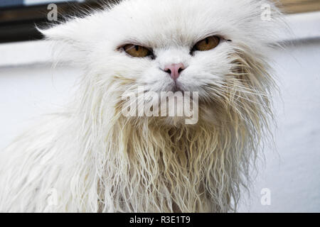 Funny arrabbiato gatto bagnato Foto Stock