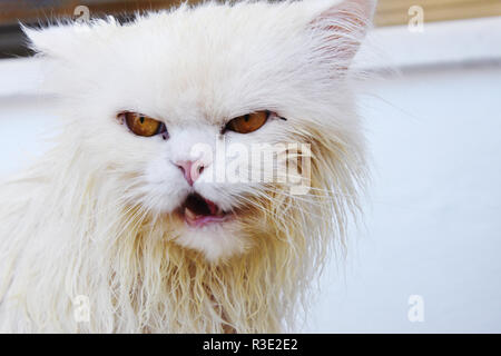 Funny arrabbiato gatto bagnato Foto Stock