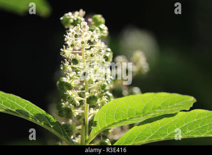 I bellissimi fiori bianchi della Phytolacca impianto noto anche come pokeweed. Foto Stock