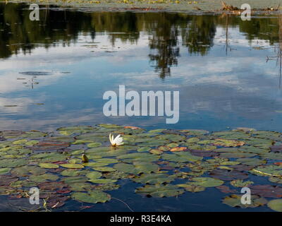 Quebec, Canada. Foresta di riflessione su un lago poco profondo Foto Stock