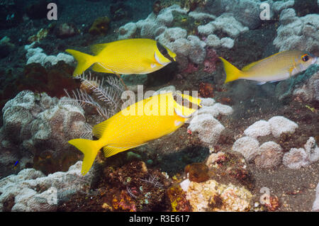 Rabbitfish mascherato (Siganus puellus). Bali, Indonesia. Indo-pacifico. (Acquisizione digitale) Foto Stock