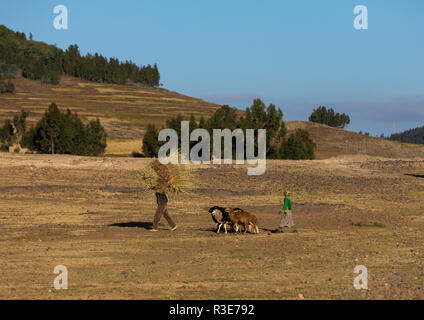 Uomo etiope tornando a casa con è di pecore, Amhara Region, Weldiya, Etiopia Foto Stock