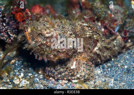 Humpback scorfani [Scorpaenopsis diabolus]. Lembeh strait, Nord Sulawesi, Indonesia. Foto Stock