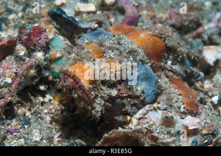 Scorfani [Scorpaenopsis sp.] Lembeh strait, Nord Sulawesi, Indonesia. Foto Stock