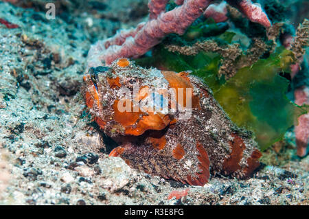 Humpback scorfani [Scorpeanopsis diabolus]. Ad Ambon, Indonesia. Foto Stock