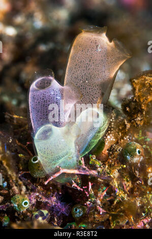 Mare schizza [Rhopalaea sp.] Lembeh strait, Nord Sulawesi, Indonesia. Foto Stock