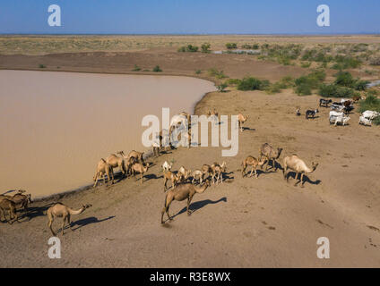 Vista aerea di vacche e cammelli acqua potabile in un lago, regione di Afar, Semera, Etiopia Foto Stock