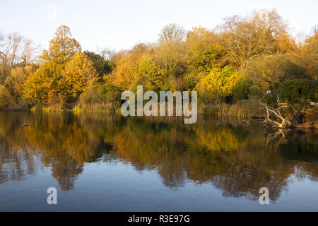 Uno degli stagni su Hampstead Heath, colori autunnali, London NW3, Regno Unito Foto Stock