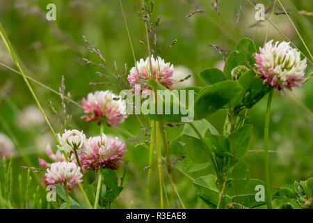 Fiori di trifoglio in Prato Foto Stock