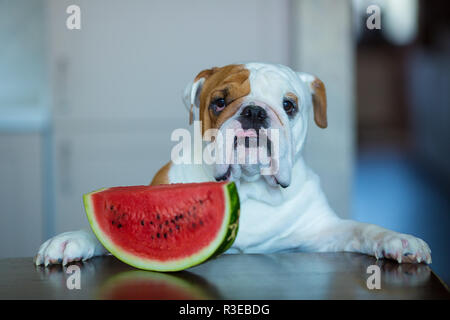 Bulldog inglese vicino al rosso anguria in studio di sparare sul tavolo. Foto Stock